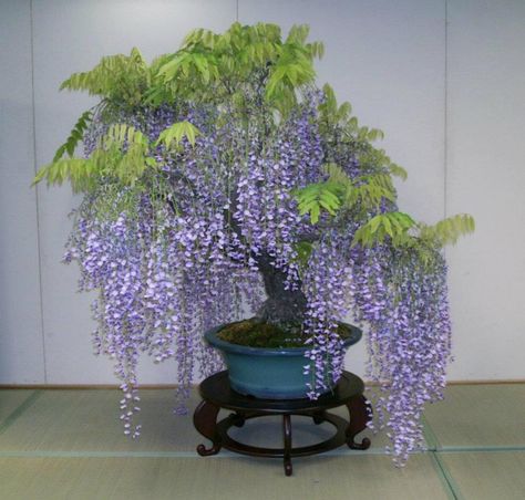 Wisteria Bonsai Exhibition, Wisteria Bonsai, Japanese Wisteria, Flowering Bonsai, Garden Bonsai Tree, Bonsai Fruit Tree, Flowering Bonsai Tree, Wisteria Plant, Japanese Bonsai Tree