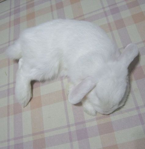 White Bunnies, Holland Lop, Cute Small Animals, Blue Eyed, Baby Bunnies, White Rabbit, Cuteness Overload, Cute Bunny