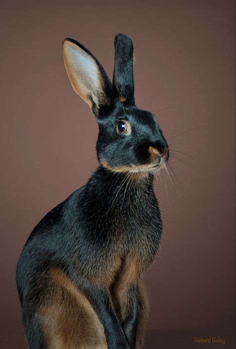 Rabbit Pose, Melanistic Animals, White Rabbits, Jack Rabbit, Unusual Animals, Rabbit Art, Pet Rabbit, Black Animals, Animal Photo