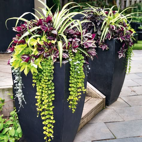 Spider plants, wandering Jew, creeping Jenny, Sweet potato vine in planter pots Front Porch Landscaping Ideas, Backyard Planters, Front Porch Flowers, Porch Landscaping, Porch Flowers, Design Tricks, Plants Outdoor, Have Inspiration, Garden Containers