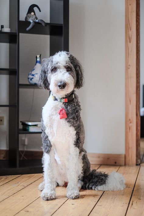 Sheepadoodles are a mix between an Old English Sheepdog and a Poodle. Click to learn more about this doodle breed. #sheepadoodle Sheepadoodle Grooming Styles, Sheepadoodle Grooming, Doodle Cuts, Doodle Breeds, Dog Haircut, Poodle Mix Puppies, Dog Grooming Tools, Dog Grooming Styles, Dog Haircuts