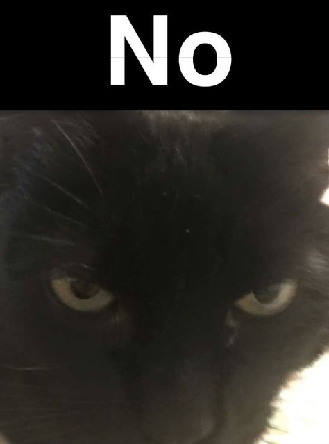 No Cat Reaction Pic, I Have Something Silly To Say Cat, Cat Pictures With Text, No Cat Meme, Cats With Text, Response Images, Thanks Meme, Text Responses, Cat Mem