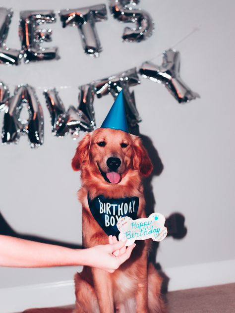 Dog 5th Birthday Photoshoot, 1 Year Dog Birthday Pictures, Puppy Monthly Photo Ideas, Puppy 1st Birthday Photo Shoot, Dog 1st Birthday Photoshoot, Dog Birthday Photoshoot Ideas, Dog 1st Birthday Ideas, Dog Birthday Photoshoot, Dog Birthday Pictures