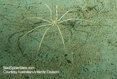 Giant Sea Spiders,12" long, recently discovered in Antarctica more than 6,000' deep. Researchers reported “Gigantism is common in Antarctic waters – we have collected huge worms, giant crustaceans and sea spiders the size of dinner plates.” Findings included fish with unusually large eyes – very unusual for such a deep environment.  All the specimens have been sent to labs for research and needless to say, we are all anxiously awaiting the results! Deep Sea Gigantism, Giant Sea Spider, Water Spider, Deep Sea Animals, Sea Spider, Underwater Ruins, Marine Invertebrates, Bedknobs And Broomsticks, Horseshoe Crab