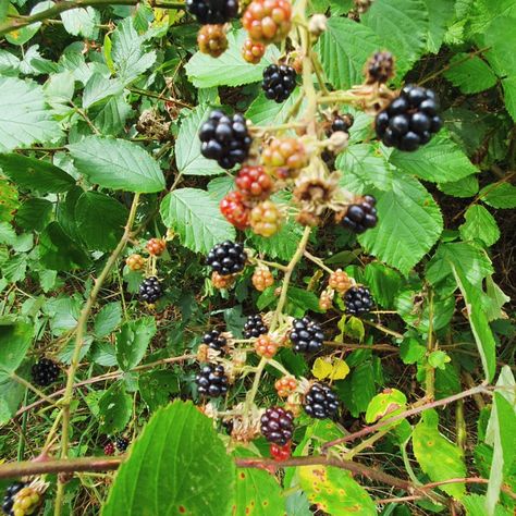 Wild blackberries everywhere. Most of them even taste yummy! . . . #Blackberries #WildBerries #Nature #BerryPicking #Foraging #Outdoors #Hiking #Yummy #Delicious #Healthy #NatureLover #BerryLove #SummerVibes #NaturePhotography #FoodPhotography #BerrySeason #HealthyEating #VitaminC #ForestLife #BerryHunter Wild Blackberries, Berry Picking, Nature Beauty, Healthy Choices, Blackberry, Nature Lover, Vitamin C, Food Photography, Body Care