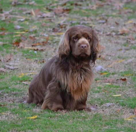 Sussex Spaniel ~ Classic Look Dog Goals, Dog Types, Sussex Spaniel, Hunter Dog, Group 8, Akc Breeds, All Breeds Of Dogs, Bird Dogs, Types Of Dogs