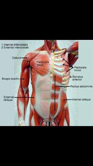 Found on google search engine I typed anatomy and physiology images labeled Muscular System Labeled, Drawing Torso, Torso Muscles, Neck Muscle Anatomy, Muscles Anatomy, Human Muscle Anatomy, Anatomy Bones, Physical Therapy Assistant, Basic Anatomy And Physiology