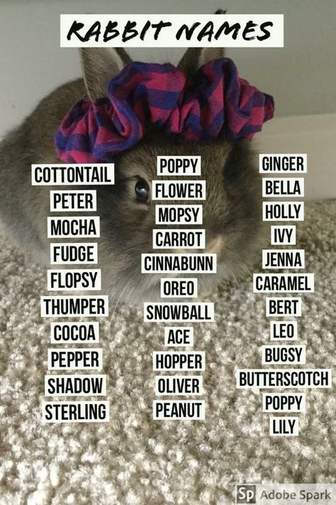 Bunny Treats Recipes, Adopt A Bunny, Bunny Care Tips, Cute Animal Names, Bunny Supplies, Cute Pet Names, Pet Rabbit Care, Rabbit Names, Pet Bunny Rabbits