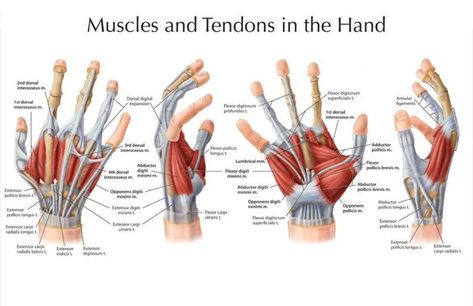 Hands structure, function, bones, nerves, muscles & anatomy Wrist Anatomy, Anatomy Science, Hand Anatomy, Hand Muscles, Anatomy Bones, Median Nerve, Anatomy References, Human Body Anatomy, Muscle Anatomy