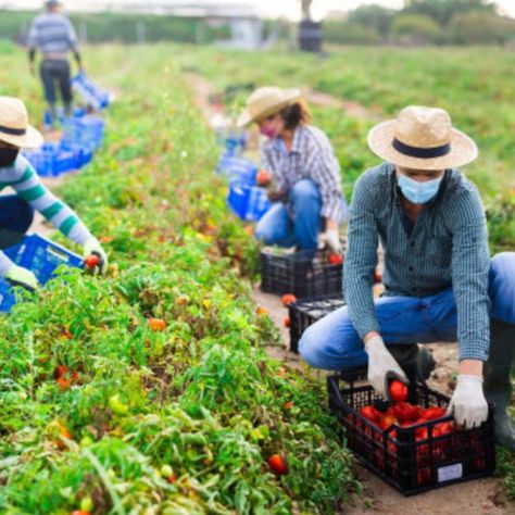 Insect Species, Protect Our Planet, Farming Business, Sustainable Agriculture, Food Security, Sustainable Farming, Organic Farming, Our Planet, Over 40