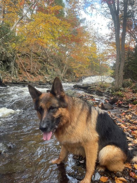 Long Haired German Shepherd, English Shepherd, Cute German Shepherd Puppies, German Shep, Dream's Cat, Foster Dog, Belgian Shepherd, Dream Dog, You Are My Life