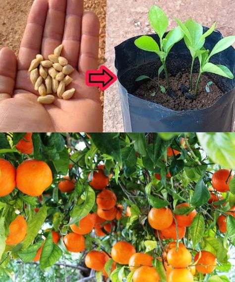 Growing a Great Orange Tree: The Art of Planting and Caring from Seed Complete guide below! 💬📘 Orange Tree, Delicious Fruit, Planting Seeds, Planting, Soil, Lush, Seeds, Orange, Plants