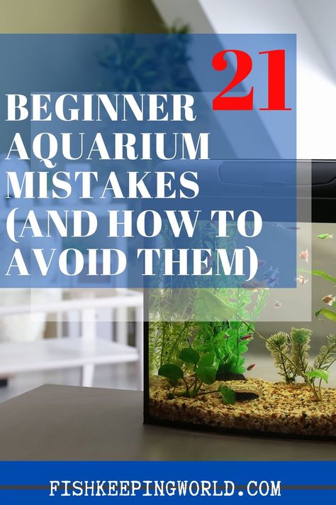 Aquarium mistakes are just somehow normal especially for beginners, so it's not something you have to worry about, because you can fix it and avoid making the same mistake. By reading through these beginner aquarium mistakes, you can avoid making them yourself. A lot of the time these mistakes are made just because of a lack of experience. Check this pin for a complete aquarium guide! #aquariummistakes #aquariumguide #aquarium #aquariumcare Aquarium Setup Ideas Freshwater, Aquarium Filter Ideas, Beginner Aquarium, Aquarium Building, Best Aquarium Filter, Aquascape Ideas, Fish Store, Fish Keeping, Fish Tank Design