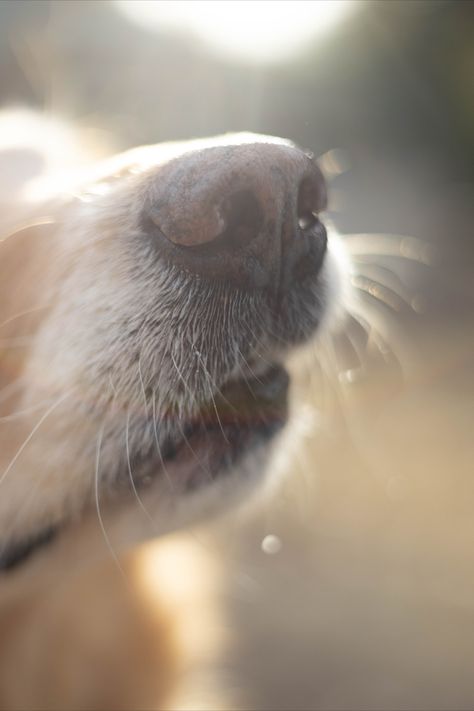 Dog Puppy Photography, Dog Photography Ideas At Home, Dog Photography Props, Senior Dog Portraits, Dog Last Day Photoshoot, Unique Dog Photography, Pictures With Dogs Ideas Pet Photography, Celebration Of Life Pet Photography, Pet Pictures Ideas