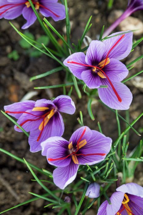 Saffron Crocus Flower, Allotment Inspiration, Denver Garden, Bulb Garden, Crocus Sativus, Saffron Crocus, Saffron Flower, Crocus Bulbs, Landscape Inspiration