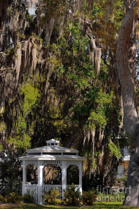 Southern Gothic Aesthetic, Mount Dora Florida, Southern Aesthetic, San Myshuno, Mount Dora, Southern Gothic, Gothic Aesthetic, Destin Florida, Spanish Moss