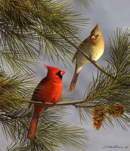 Cardinal Pictures, Cardinal Birds Art, Robert Bateman, Female Cardinal, Wildlife Painting, Beautiful Wildlife, Painting Birds, Bird Paintings, Nature Artists