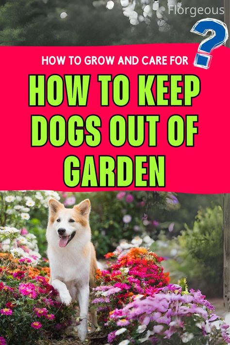 How to Keep Dogs Out of Garden Keep Dogs Out Of Garden, Dog Barrier, Invisible Fence, Garden Desig, Play Areas, Scary Places, Garden Fencing, Garden Fence, Have You Tried