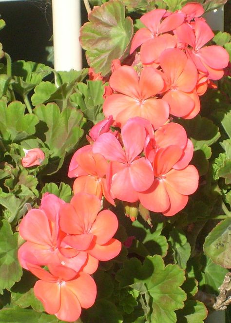 pinky-orange flowers Pinky Orange, Orange Flowers, Texture, Orange, Plants, Flowers, Photography, Color, Art