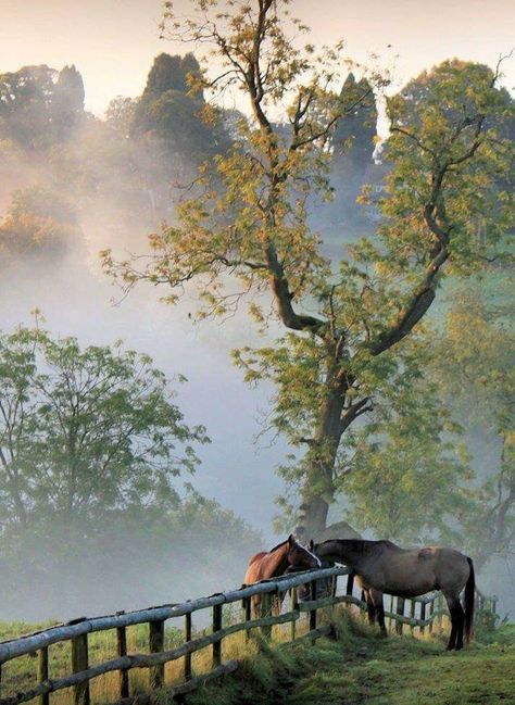 Country Scenes, The Mist, Pretty Horses, Love Horses, Horse Love, Donkeys, On The Farm, Lush Green, Beautiful Horses