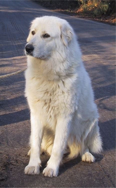 Maremma Dog, Maremma Sheepdog, Hound Dog Breeds, Livestock Guardian Dog, Great Pyrenees Dog, Crazy Dog Lady, Dog Modeling, Great Pyrenees, Sweet Dogs