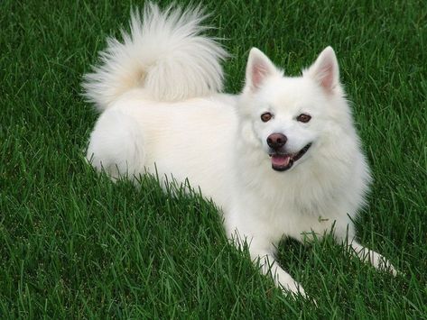 american eskimo price
toy american eskimo dog
miniature eskimo dog
american eskimo puppies for sale craigslist
white eskimo dog
american eskimo puppies for sale near me
american eskimo dog temperament
eskipoo puppies
toy eskimo dog
american eskimo size
black american eskimo dog
american eskimo dog puppy
eskimo husky
eskimo dog price
american eskimo breeders
toy eskimo
mini american eskimo dog
white american eskimo
american eskimo adoption White Dog Breeds, Cutest Small Dog Breeds, Cute Small Dogs, Spitz Dogs, Dog Haircuts, Balloon Festival, Coton De Tulear, Most Popular Dog Breeds, Best Dog Breeds