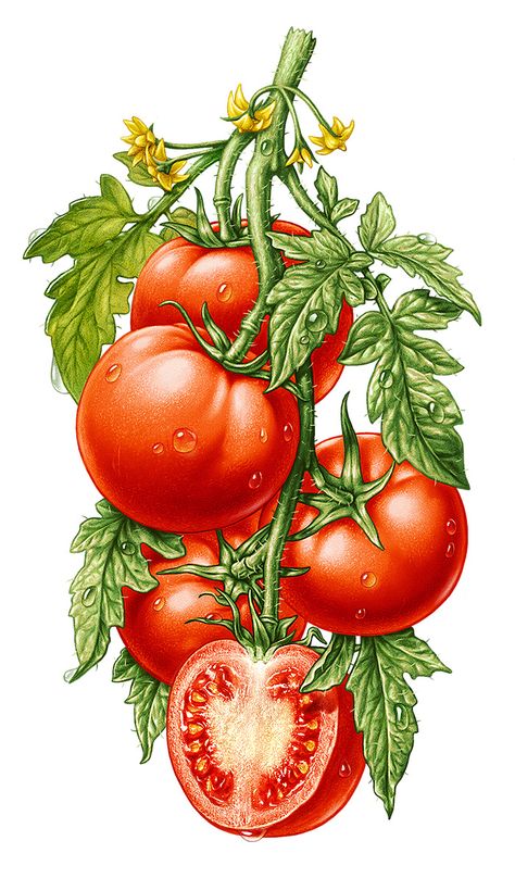 6 fruits & vegetables on Behance Tomato Drawing, Vegetable Drawing, Bunny Sketches, Fruit Art Drawings, Vegetable Painting, Vegetable Pictures, Vegetable Illustration, Fruits Images, Instruções Origami