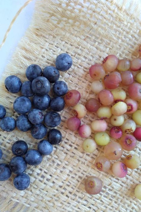 These are actually blueberries that turn pink when they are ripe. Called Pink Lemonade blueberries they have a sweet blueberry flavor with fruity undertones and a bit of tartness. Find them in stores or grow them yourself.  #pinklemonade #blueberries #seasonal #pinklemonadeblueberries emonade Pink Lemonade Blueberry Bush, Pink Blueberries, Buttermilk Corn Muffins, Pink Blueberry, Blueberry Garden, Pink Lemonade Blueberry, Blueberry Varieties, Growing Blueberries, Blueberry Picking