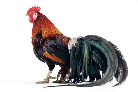 #EnviroTip: Read and know your poultry labels. Farmers have succeeded in reducing growth times for chickens from 84 days, to just 45 days.  : ( The Real Cleopatra, Phoenix Chicken, Japanese Chicken, Chicken Manure, Chicken Pictures, Fancy Chickens, The Sky Is Falling, Future Farms, Oc Inspiration