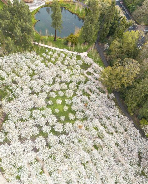 🌸@alnwickgarden cherry blossom orchard in all its glory🌸 Yesterday’s drone location revealed! With massive thanks to the gardens team, I was able to enter the gardens before opening time to capture some drone images of the cherry tree orchard now they’re in full bloom. The Cherry Orchard at The Alnwick Garden has the largest collection of ‘Taihaku’ in the world. Comprising of 329 trees, they all bloom together for up to two weeks around the end of April/beginning of May. It’s one of the mo... The Cherry Orchard, Tree Orchard, Cherry Orchard, Drone Images, Cherry Tree, In Full Bloom, Cherry Blossom, Blossom, Cherry