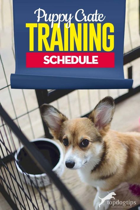 Puppy Crate Training Schedule, Crate Training Schedule, Crate Training Puppy Schedule, Puppy Crate Training, Gate Color, Dog Training At Home, Crate Train, Train A Puppy, Crate Training Puppy