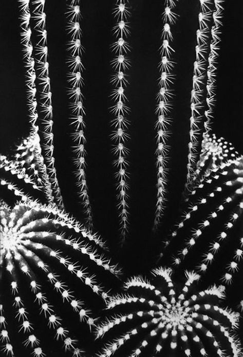 Andrew Core, Garden Succulents, Cactus Photography, Berenice Abbott, Paper Mache Sculpture, San Jose California, History Of Photography, Abstract Photographs, Ansel Adams