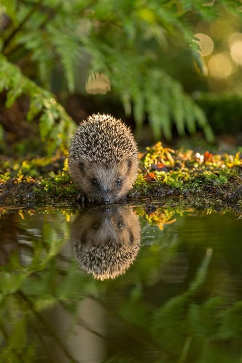 REFLECTIONS Regnul Animal, A Hedgehog, A Pond, Hedgehogs, Cute Creatures, Sweet Animals, Animal Photo, Nature Animals, Double Tap