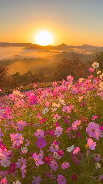 Masami Shirai on Instagram: "Cosmos flowers with sunrise and sea of clouds🌸☁️🌅 in the background at Hana no Station Sera in Hiroshima prefecture. This is a tourist farm spread out on a vast hill where you can enjoy various flower scenes from spring to autumn. In October, a sea of clouds can be seen on mornings when the conditions (weather, temperature and humidity) are right. The endless sea of clouds was beautiful. — 🌸The best time to see cosmos flowers : between early and late October. 💴Ad Cosmos Flowers, Image Nature, Nothing But Flowers, Pretty Landscapes, Aesthetic Nature, Amazing Nature Photos, Beautiful Locations Nature, Nature Gif, Spring Aesthetic