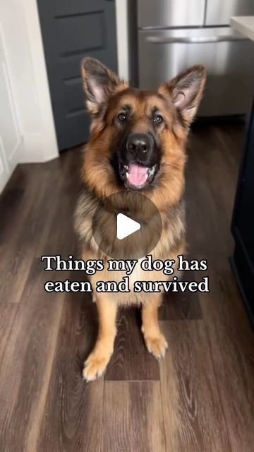 German Shepherd Things on Instagram: "He’s alive and well, and super irritated we invested in child locks   ❣️Do you want to see more cute german shepherds? Then follow us.  Cradit @bear_jessica02   DM for Credit or removal!  #germanshepherd #germanshepherdsofinstagram #germanshepherdpuppy #germanshepherddog #germanshepherds #germanshepherdworld #germanshepherdlovers #germanshepherddaily #germanshepherdmix #germanshepherdsofig #germanshepherdlove #germanshepherdsonline #germanshepherdsdaily #germanshepherdpuppies #germanshepherdlover #germanshepherdofig #blackgermanshepherd #germanshepherd_corner #germanshepherddogs #germanshepherdonline #germanshepherdlife #germanyshepherd #germandshepherd #germanshepherdoftheday #germanshepherdinsta #germanshepherdfanpage #germanshepherdinstagram" Cute German Shepherds, German Shepherd Puppy, Happy German Shepherd, Aussie Shepherd Puppy, Miniature German Shepherd, Smiling German Shepherd, German Shepherd Videos, Unique German Shepherd, Female German Shepherd