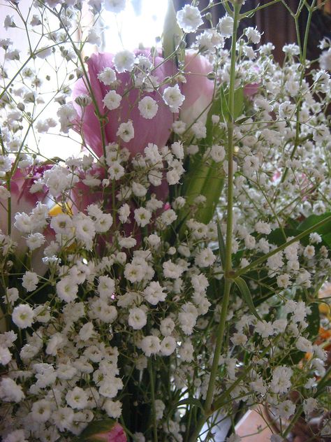 Gypsophila Elegans, Babies Breath, Gardening Plants, Baby S Breath, Baby's Breath, Caicos Islands, Gardening Ideas, Garden Seeds, Turks And Caicos Islands