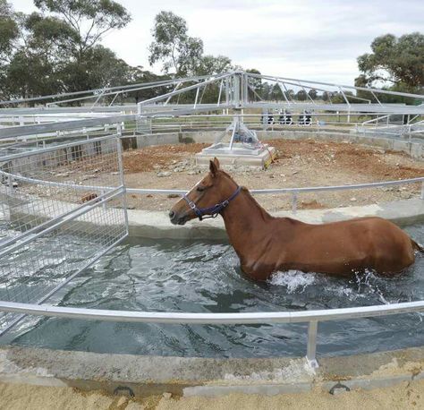 Horse Pool, Horse Nose, Horse Stables Design, Dream Walker, Horse Walker, Horse Barn Ideas Stables, Horses Head, Horse Water, Horse Barn Designs