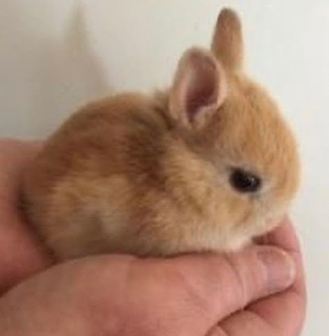 Cute Bunny Pictures, Söt Katt, Baby Animals Pictures, Pet Bunny, Super Cute Animals, Cute Animals Images, Baby Bunny