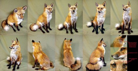 Red Fox Sitting - Additional Photos by rcahern Sitting Back View, Fox Anatomy, Fox Oc, Fox Sitting, Wooden Fox, Class Art Projects, Fox Character, Autumn Animals, Art Learning