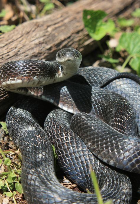 black rat snake Black Rat Snake, Black Rat, Rat Snake, Pet Snake, Aubrey Plaza, Zoology, Rats, Reptiles, Animals