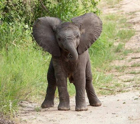 cuteness - baby elephant ♡ All About Elephants, Elephant Calf, Elephant Facts, World Elephant Day, Elephant Photography, Elephant Pictures, Elephants Photos, Baby Elephants