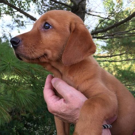 Iowa Red Labs - Fox Red Pointing Lab Puppies For Sale - Hunting Dogs - Wellman, IA Red Lab Puppy, Fox Red Labrador Puppy, Red Lab Puppies, Baby Belle, Fox Red Lab, Fox Red Labrador, Red Labrador, Red Lab, Puppies For Sale Near Me