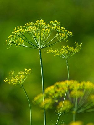 Dill is my favorite herb. Tasty and beautiful.    Organic Heirloom Greensleeves. $2.50, via Etsy. Dill Bouquet, Cottage Garden Perennials, Dill Seeds, Lavender And Rosemary, Rosemary Herb, Health Herbs, Garden Perennials, Types Of Herbs, Garden Herbs