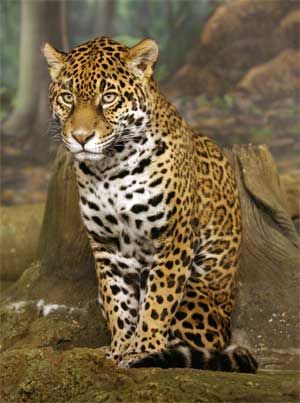 onca_pintada Amazon Rainforest Animals, Jaguar Animal, Rainforest Animals, Wild Kingdom, Cheetahs, Large Cats, Leopards, Animal Photo, Exotic Pets