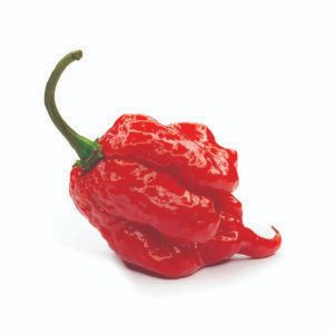 Hot peppers - Local Life Carolina Reaper Pepper, Chilli Plant, Bhut Jolokia, Ghost Pepper, Carolina Reaper, Ghost Peppers, Red Chili Peppers, Pepper Seeds, Chilli Pepper