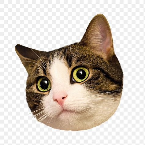 Cute Cat Face, Face Png, Cat Images, Backgrounds Free, Cat Cat, Cat Face, Png Transparent, Free Png, Free Images