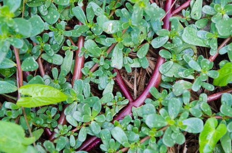 Portulaca oleracea. Detail of a plant Portulaca oleracea , #AD, #oleracea, #Portulaca, #plant, #Detail #ad Portulaca Oleracea, Pot Of Gold, Omega 3, Beauty Secrets, Lawn Garden, Gardening Tips, Planting, Perennials, Garden Design