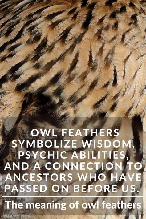 Spotted Feather Meaning, Owl Feather Meaning, Owl Spirit Animal Meaning, Owl Feather Tattoos, Feather Magic, Wise Animals, Owl Feathers, Digital Grimoire, Owl Magic