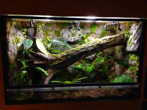 Viv Glass Terrarium Ideas, Dart Frog Vivarium, Lizard Habitat, Bioactive Vivarium, Snake Cages, Snake Terrarium, Frog Terrarium, Snake Enclosure, Gecko Terrarium