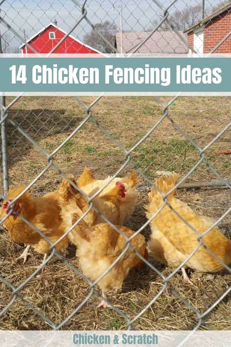 14 Chicken Fencing Ideas - Keeping the Chickens In Cheap Chicken Fence Ideas, Diy Chicken Coop Fence, Diy Fence With Chicken Wire, Chicken Gate Ideas, Diy Chicken Fence Ideas, Chicken Run With T Posts, Fenced Chicken Coop, Chicken Run Fencing Ideas, Chicken Fencing Ideas Diy